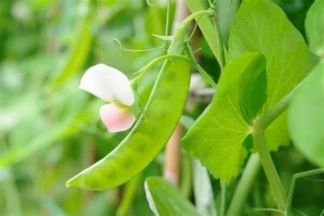 How To Harvest Snow Peas Urban Garden Gal