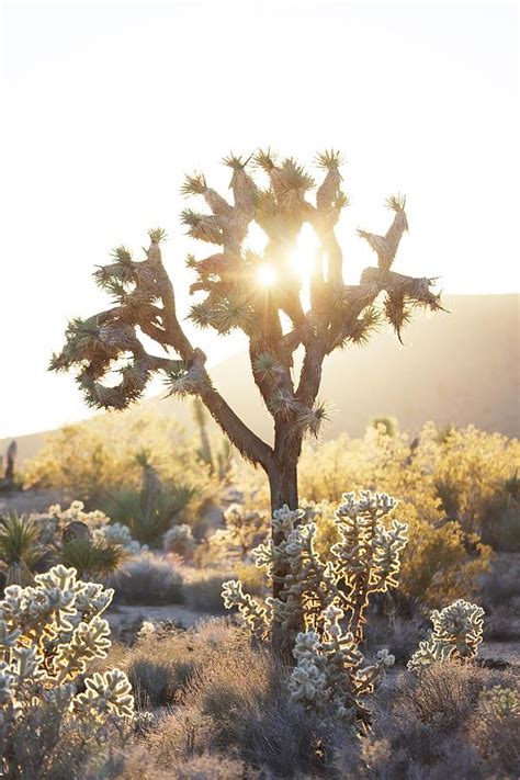 Desert Joshua Tree Sun Photograph By Scarola Photography