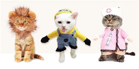 14 Best Cat Costumes For Halloween 2016 Hilarious Costumes For Cats