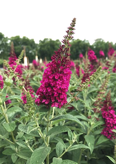 Butterfly Bush Miss Molly Buddleia X Miss Molly Pp2342 Lathams