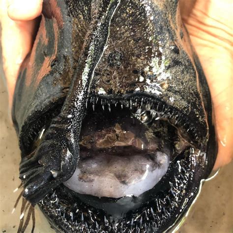 Horrifying Deep Sea ‘football Fish Washes Up On California Beach
