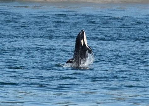 Photos Of A Happy Baby Orca Leaping Out Of The Sea