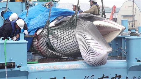 Japan Lifts Whaling Ban As It Tries To Revive A Dying Industry Cnn