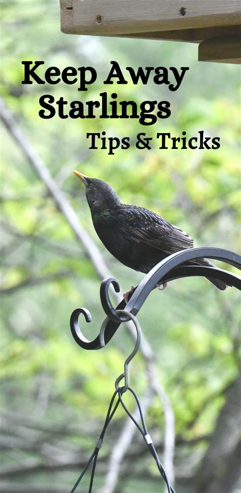 How To Get Rid Of Starlings At Feeders 7 Helpful Tips Artofit