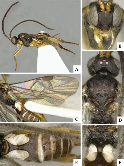 Seventeen New Genera Of Microgastrine Parasitoid Wasps Hymenoptera