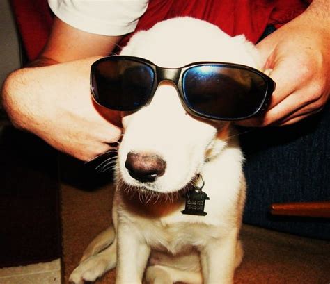 53 Perfect Photos Of Dogs Wearing Sunglasses Perfect Photo How To