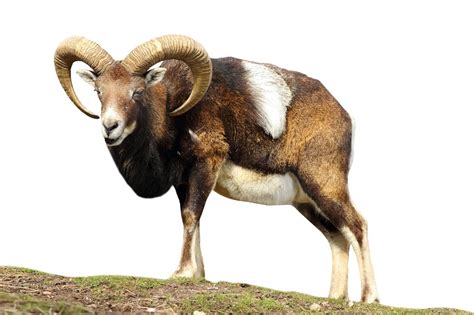Le Mouflon Corse à Zoodyssée Un Animal à Cornes En Forme De Cercle