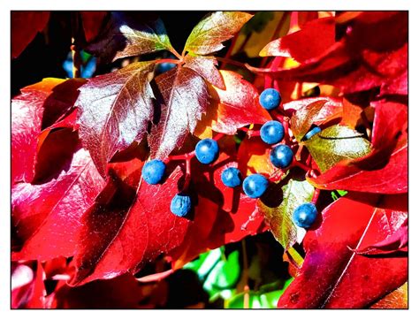 Blaue Beeren in roten Blättern Foto & Bild | abstraktes, pflanzen, pilze & flechten, sträucher ...