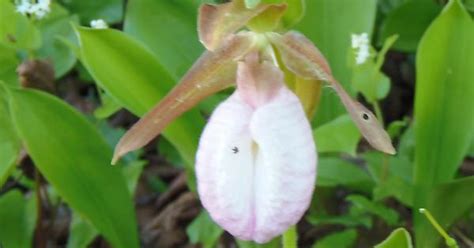Wild Orchids Lady Slippers Album On Imgur