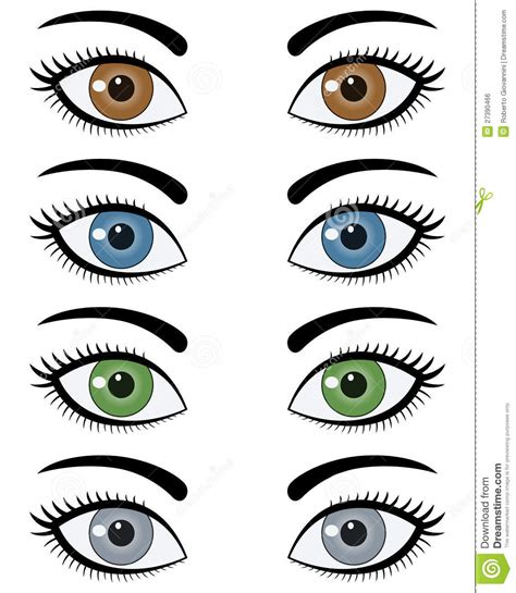 Eyes Of Woman Set Stock Vector Illustration Of Eyes 27390466