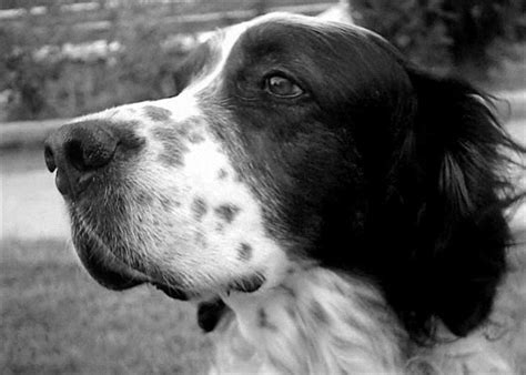De perros negros - Imagui