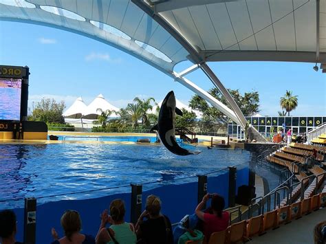 Killer Whale Orcinus Orca Orka Orca Wal Water Sea Water Pool