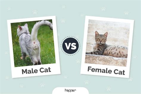 Top 10 Male Cat Vs Female Cat