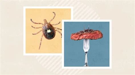 Cdc Tick Related Dairy And Red Meat Allergies Are On The Rise