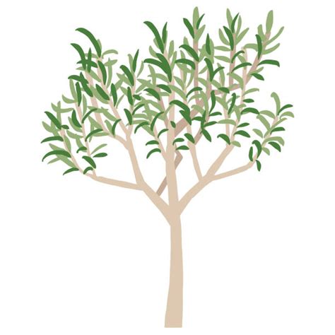 50 Potted Olive Tree Stock Illustrations Royalty Free Vector Graphics