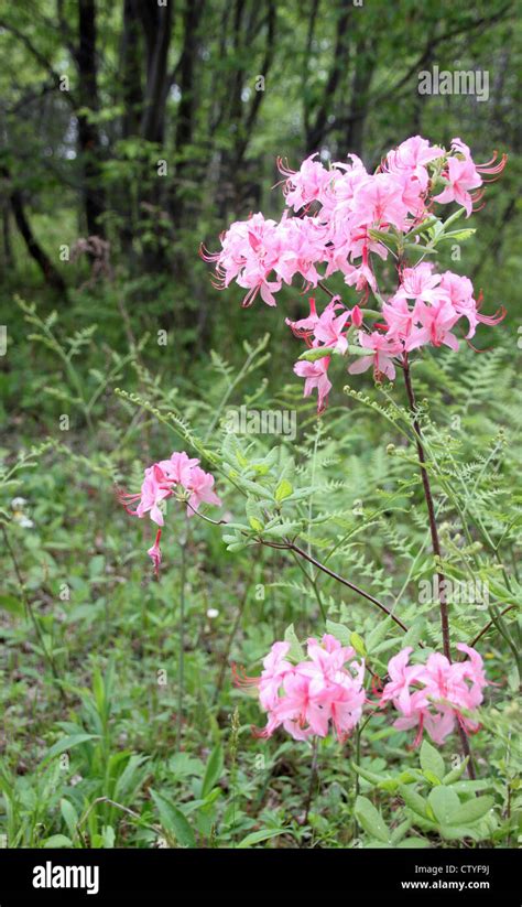 A Mountain Pink Flower Stock Photo Alamy