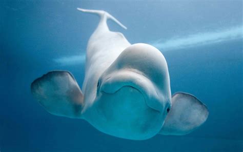 Beluga Whale Wallpapers Wallpaper Cave