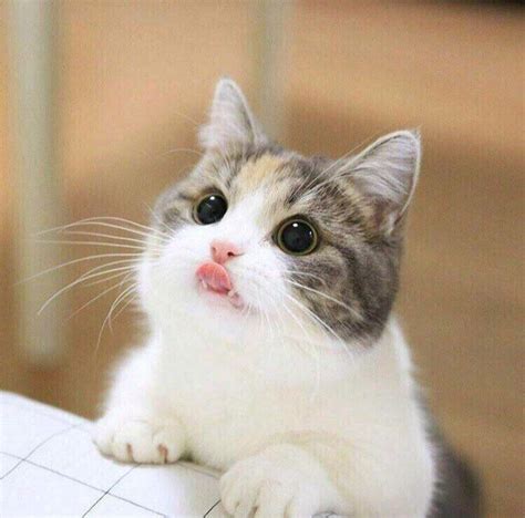 Read along so you can find out. PsBattle: This kitten sticking his tongue out ...