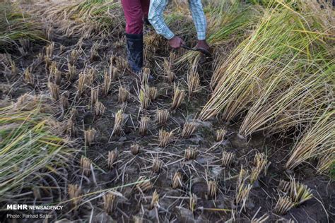 Mehr News Agency Traditional Rice Harvesting In Alamut