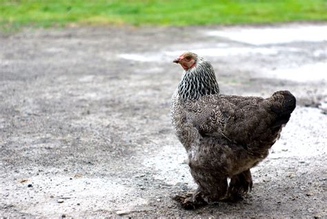Dark Brahma Chickens Baby Chicks For Sale Cackle Hatchery