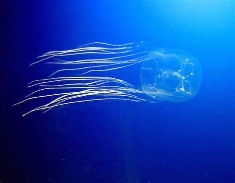 Какая медуза самая ядовитая в мире Где водится Есть противоядие