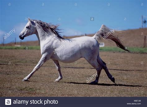 Galloping Horse Side High Resolution Stock Photography And Images Alamy