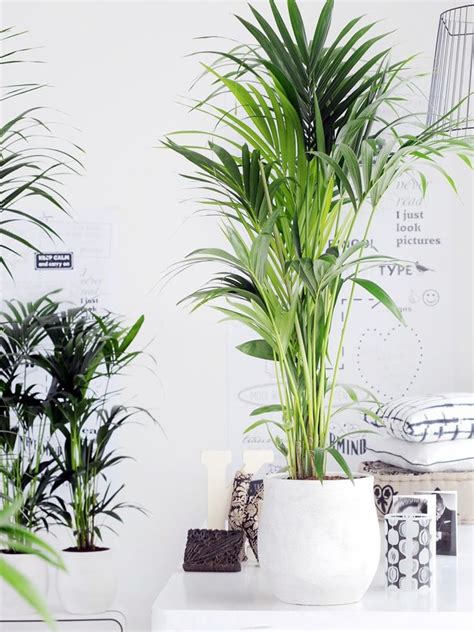 Pinterest parla forte e chiaro: Le piante d'appartamento più belle per arredare la casa ...