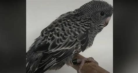 Can You Get A Black Budgie Are They Real Homepethelp