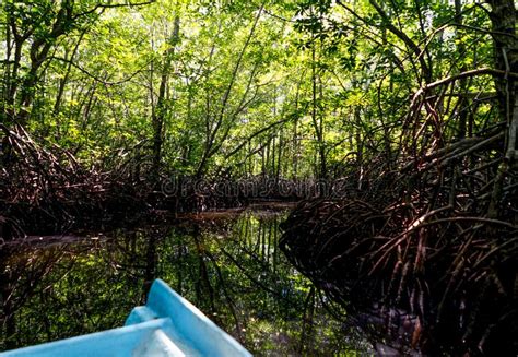 Mangrove Forest Nusa Lembongan Bali Indonesia Stockfoto Bild Von Dschungel Nave 123779196