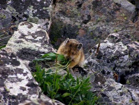 Pika Preparing For Winter Photos Diagrams And Topos Summitpost