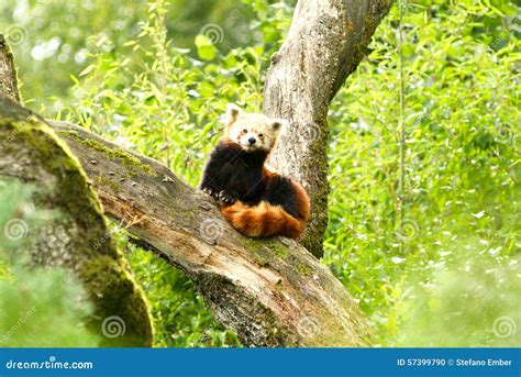 Red Panda Bear At Zoo Of Zurich Stock Photo Image Of Animal