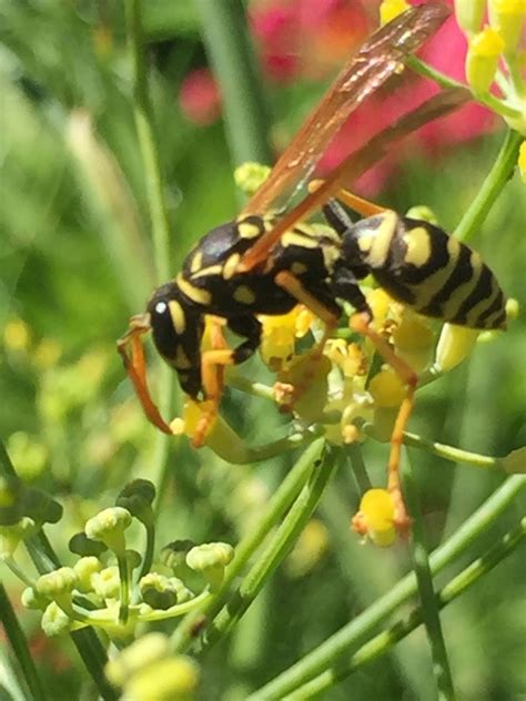 wasps one sign of a healthy ecosystem — poppy corners urban farm