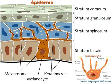 Mélanocyte Définition Et Explications