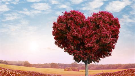 Wallpaper Id 27742 Tree Heart Photoshop Leaves 4k Free Download