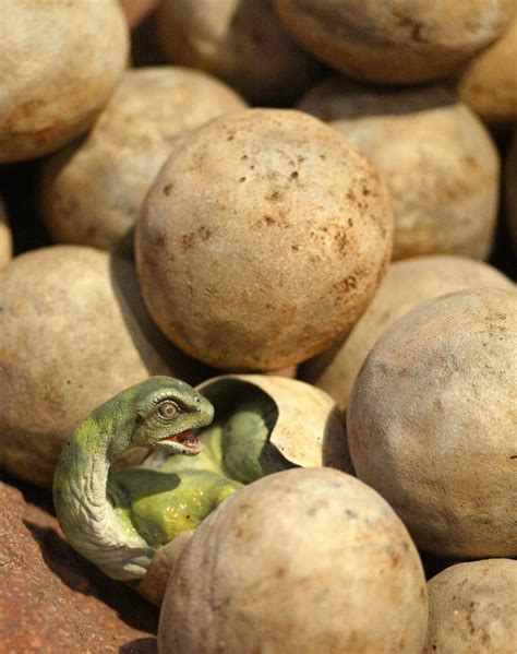 Dinosaur eggs are many times bigger than a human. At the State Fair: Kristi Curry Rogers on dinosaurs | MPR News