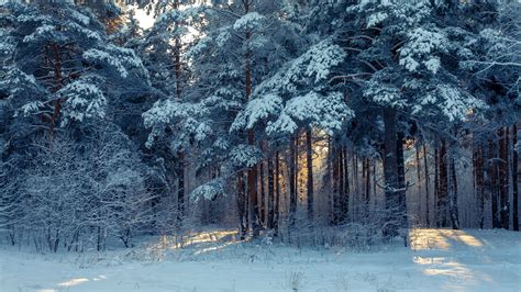 Download Wallpaper 3840x2160 Forest Winter Snow Trees