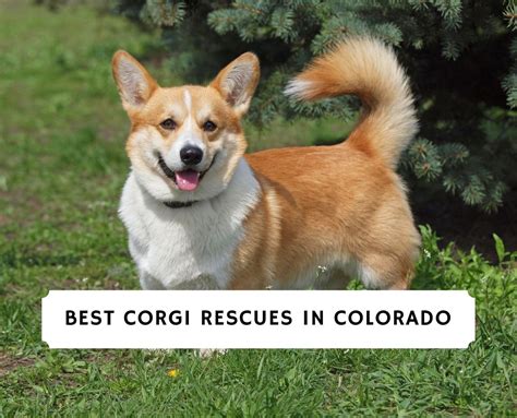 Best Corgi Rescues In Colorado 2023 We Love Doodles