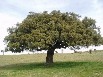 Chêne vert (Quercus ilex) : taille, bouturage, entretien