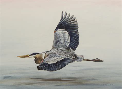 Great Blue Heron Flying Painting By Laurie Tietjen Fine Art America