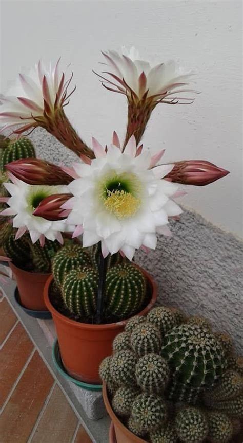 But how will you know if your zz plant has outgrown its current pot, and what signs should you look for? How Fast Do Cactus Grow? | Jardim de plantas suculentas ...