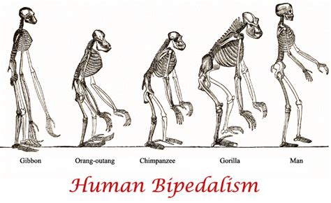 Bipedalism