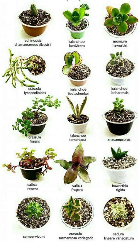 Nombres De Crasas Types Of Succulents Plants Cacti And Succulents