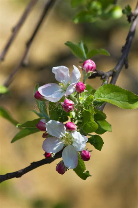 Apple Blossom Stock Image Image Of Outdoors Floral 40031419