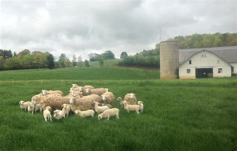 Farm Sheep Lamb Warren Wilson College