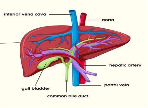 By Dr Bipin Vibhute Sep 30 2020 About Liver Blog
