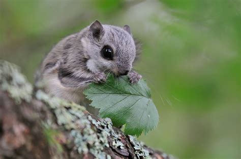 Flying Squirrel Eating A Leaf Japanese Dwarf Flying Squirrel Cute