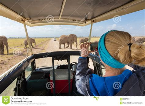 Mulher Que Toma Fotos No Safari Africano Dos Animais Selvagens Amboseli Kenya Foto De Stock