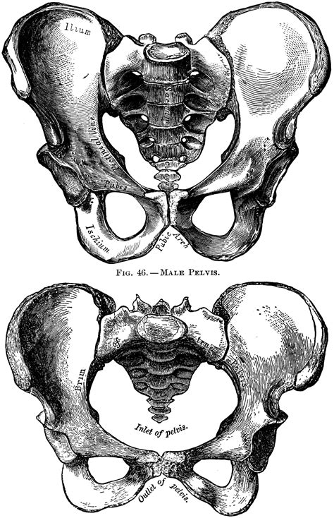 Human Pelvis Male And Female Clipart Etc