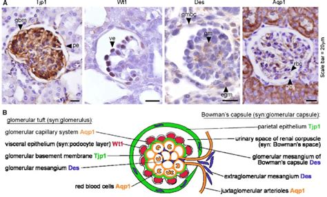 The chemistry and structure of basement membranes, arthr. Stage IV renal corpuscle. A Immunohistochemistry of Stage ...