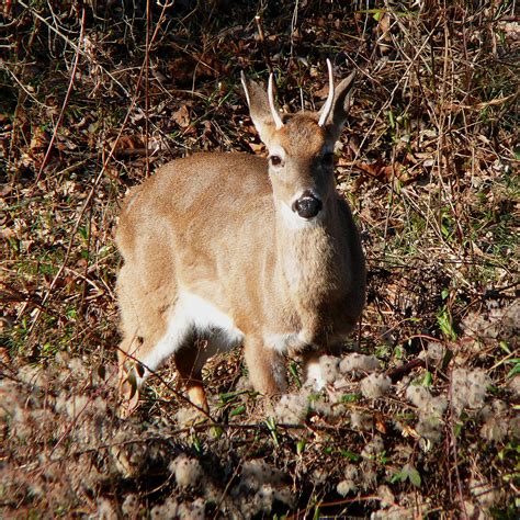 Filewhite Tailed Deer 27527 3 Wikimedia Commons